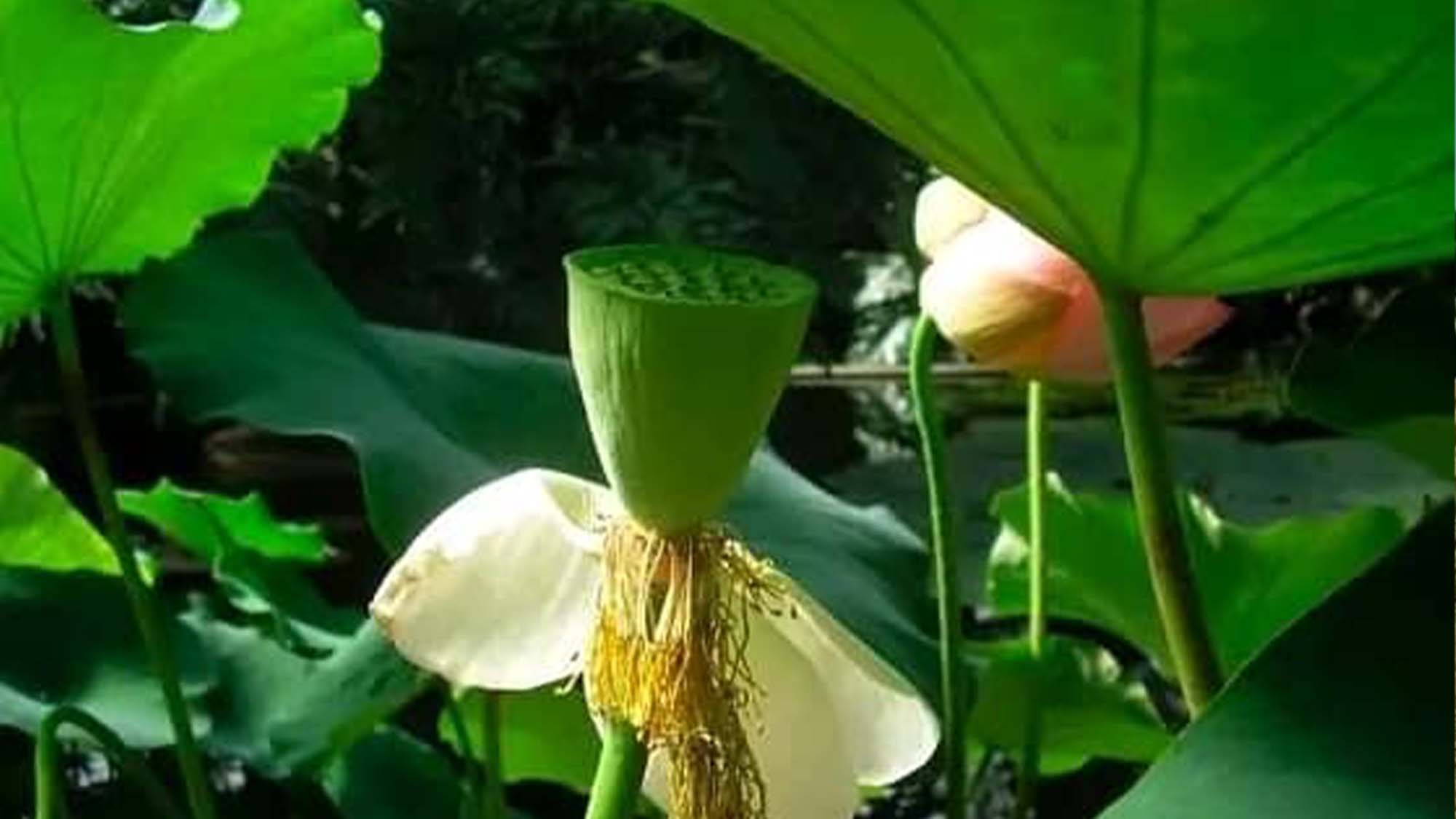 UG Royal Landscapes tropical garden UG Royal Landscapes